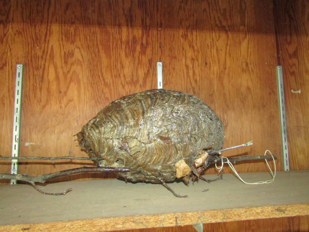 IMG 7977